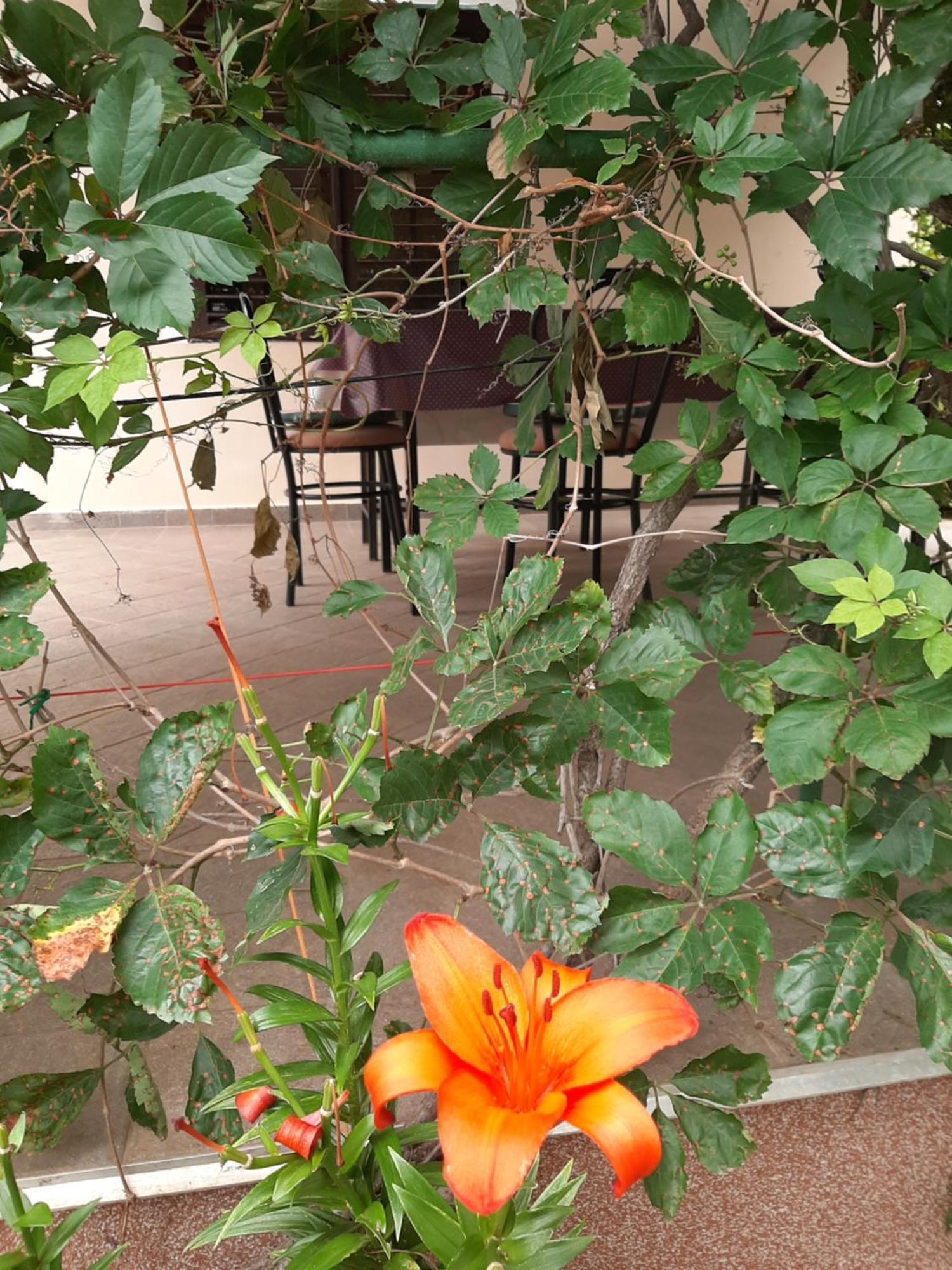 Apartmani Marija Povljana Δωμάτιο φωτογραφία