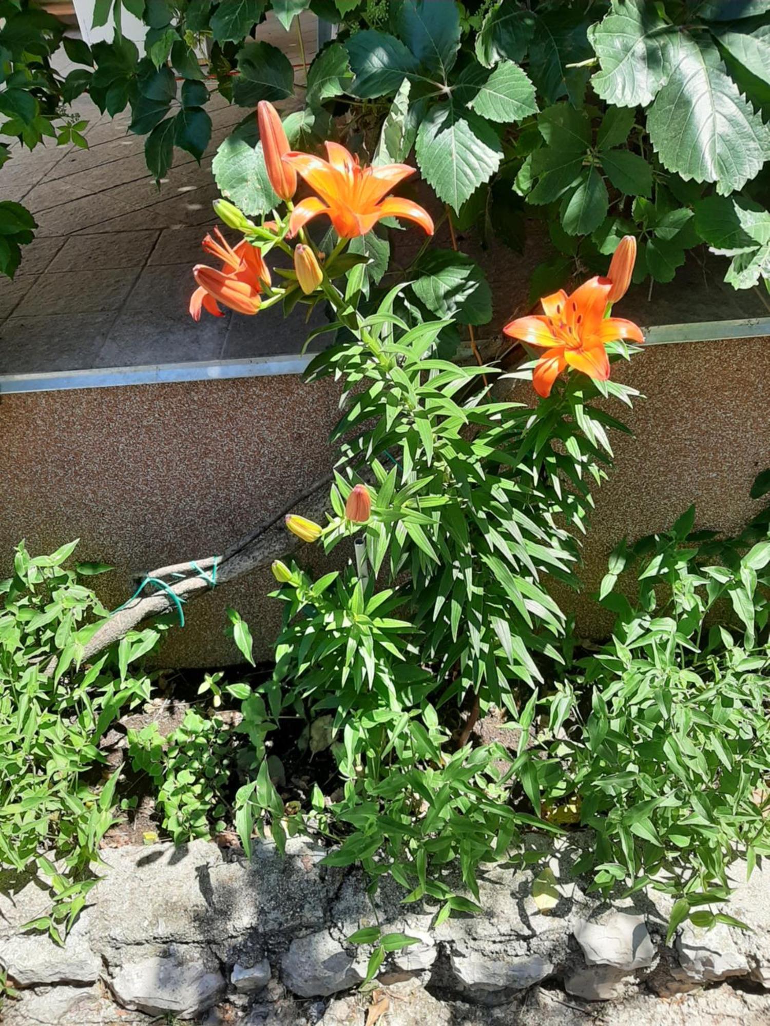 Apartmani Marija Povljana Δωμάτιο φωτογραφία