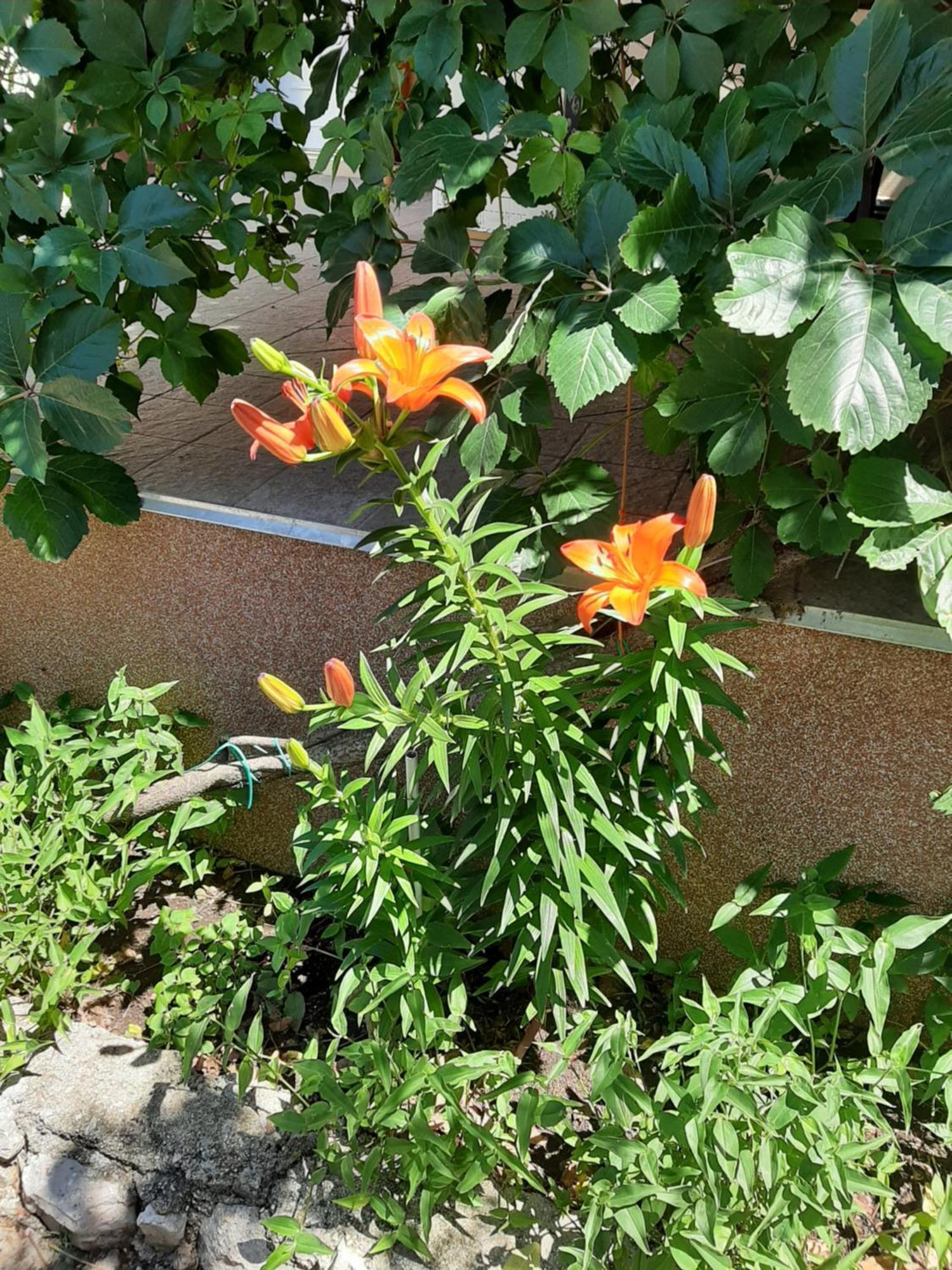 Apartmani Marija Povljana Δωμάτιο φωτογραφία